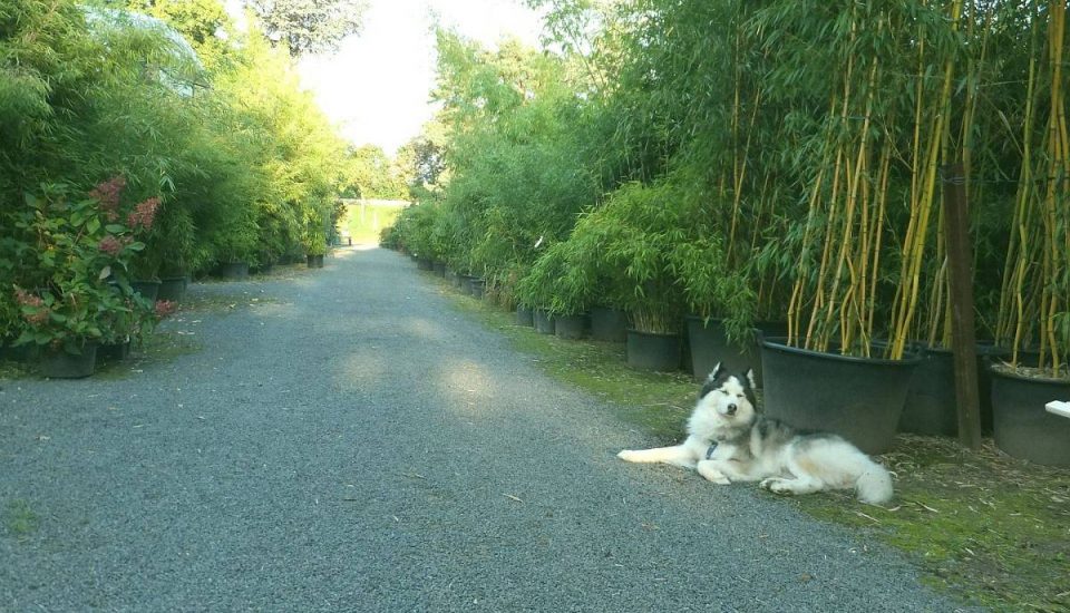 Hauptweg in der Bambus Baumschule mit unserem Hund Husky Lucky